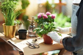 Indoor Gardening Made Easy: Top Tips for Successful Seed Starting